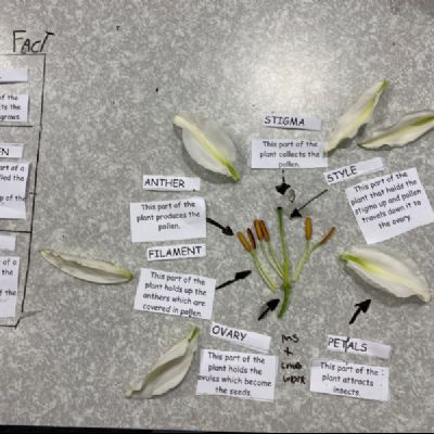 fbpollinparts