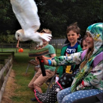 owl(1)